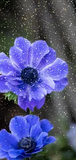 Close-up of vibrant purple anemone flowers with blurred background.