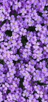 Cluster of vibrant purple flowers with lush green background.