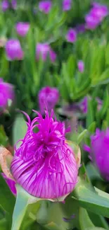 Close-up of a purple flower with green leaves.