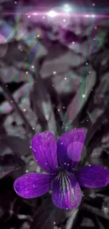 Vibrant purple flower set against a mystical, dreamy background.