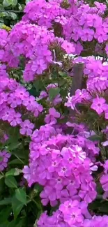 Vibrant pink flowers blossoming in a lush garden.