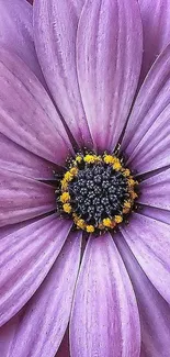 Close-up of a vibrant purple daisy flower with yellow center details.