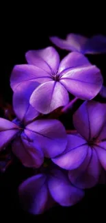 Purple flower wallpaper with vibrant petals on black backdrop.