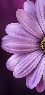 A vivid purple flower with delicate petals on a dark background.