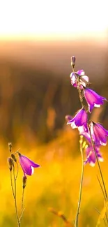 Purple flowers in golden sunset background, creating a calming mobile wallpaper.