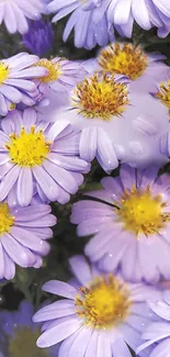 Vibrant lavender flowers with bright yellow centers on a green background.