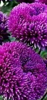 Vibrant purple flowers with lush green leaves.