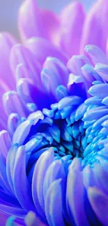 Close-up of a vibrant purple flower with blue accents.