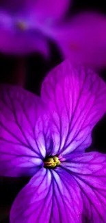 Close-up of a vibrant purple flower with intricate petal details.