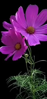 Vibrant purple flowers on black background mobile wallpaper.