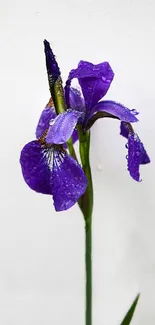 Purple iris flower with dewdrops on a simple backdrop.