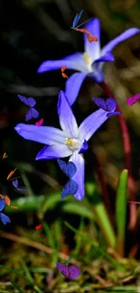 Purple flowers bloom amid lush green leaves and a dark earthy background.