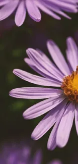 Close-up of purple flowers with yellow centers in full bloom.