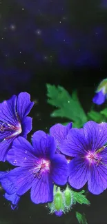 Purple flowers with green leaves on dark background.