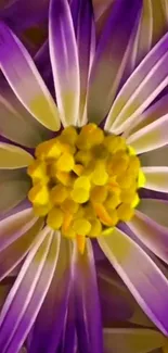 Vibrant purple flower wallpaper with yellow center.