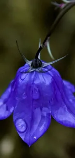 Purple flower with raindrops close-up on dark background.