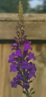 Vibrant purple flower against wooden fence background.