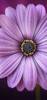 Close-up of purple flower with yellow center on dark background.