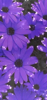 Vibrant purple flowers with sparkles on a mobile wallpaper.