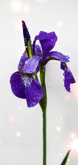 A vibrant purple iris with dewdrops against a white background.