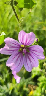 Close-up of a purple flower with green leaves in a natural setting.