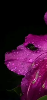 Close-up of a purple flower with dew on petals against a dark background.