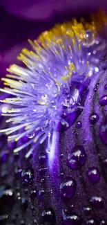 Close-up of a purple flower with dewdrops.