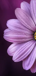 Close-up of a vibrant purple flower against a dark backdrop.