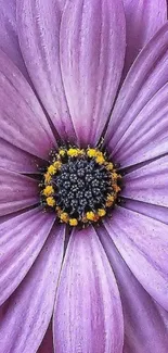 Close-up of a vibrant purple flower with detailed petals and a dark center.