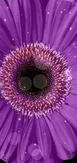 Vibrant purple flower with intricate details against a dark background.