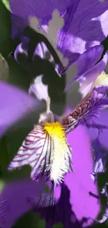 Purple flowers with lush green leaves in vibrant sunlight.