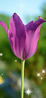 Vibrant purple tulip with sparkling background.