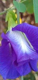 Close-up of a purple flower with green leaves.