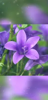 Vibrant purple flower set against a lush green background with soft lighting.