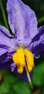 Close-up of a purple flower with yellow center and green leaves.