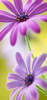 Close-up of two vibrant purple flowers with soft green background.