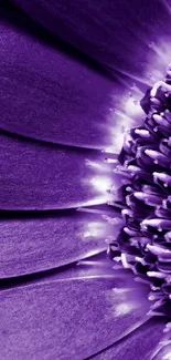 Vibrant purple flower petal closeup wallpaper.