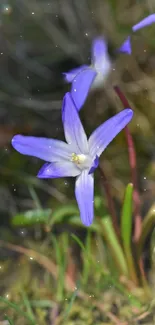 Close-up of a vibrant purple flower with delicate petals and a soft blurred background.