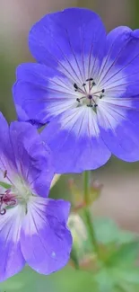 Close-up of vibrant purple flowers with delicate petals.