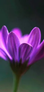 Close-up of a vibrant purple flower with soft focus background.