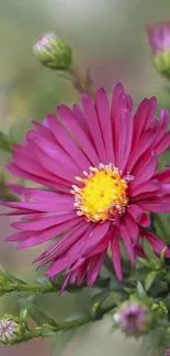 Purple daisy flower with green background.