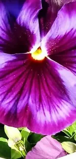 Vivid purple pansy flower close-up with intricate petal details.