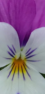 Close-up of a purple and white flower with yellow accents on petals.