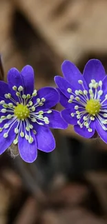 Close-up of vibrant purple flowers with soft background.