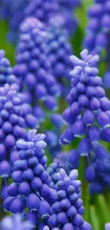 Close-up of vibrant purple flowers with green leaves.