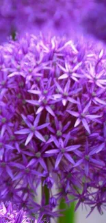 Purple allium flowers with lush petals.