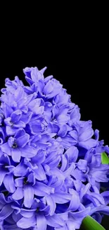 Vibrant purple flower against a black background.