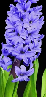 Vibrant purple flower with green leaves against a dark background.