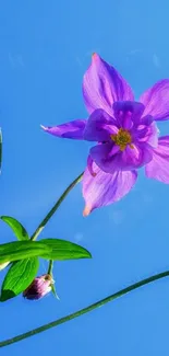 Vibrant purple flower against clear blue sky wallpaper.