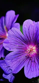 Close-up of a vibrant purple flower on a dark background.